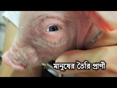 ভিডিও: কোন প্রাণীর মানুষের সবচেয়ে কাছের DNA আছে?