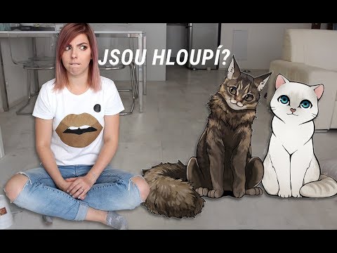 Video: Je Možné Rozlišit Kočku Od Kočky Podle Obličeje