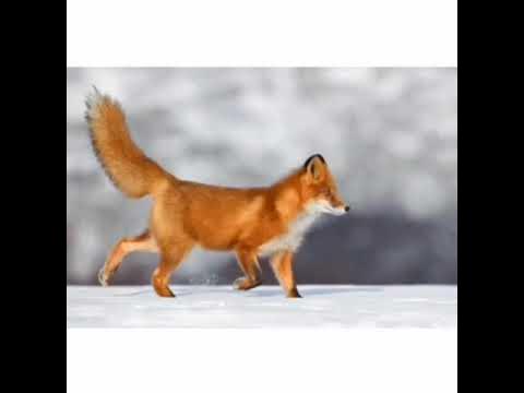 Анаммен ауыр секс порно