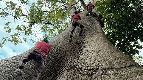 Cưa Cây Gòn Lâu Đời To khủng Cho Chử Thập Đỏ +