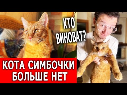 видео: Кота Симбочки больше нет / Виноват хозяин?