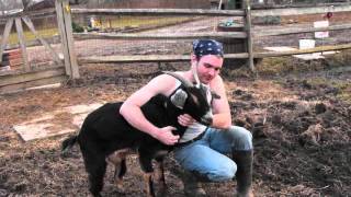 Tribute to Radar the Goat
