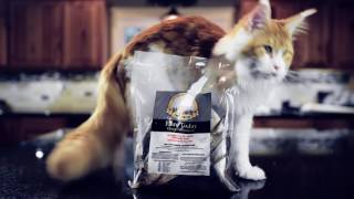 Raw Food By Hare Today, Gone Tomorrow Teaser Trailer