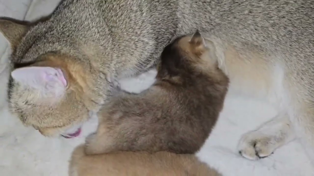Mother cat Shadda cares for her newborn kitten 🐱