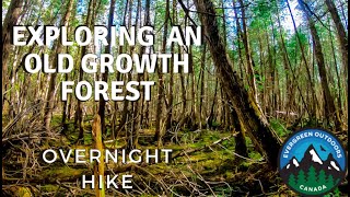 Overnight Hike in an Old Growth Forest