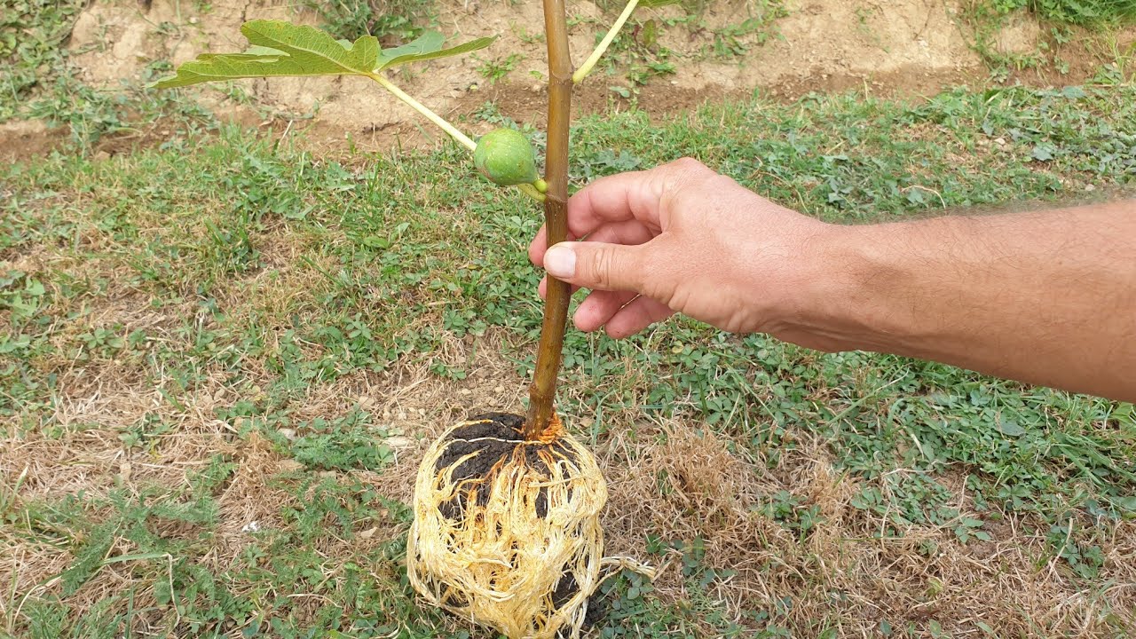 Размножение инжира простым способом