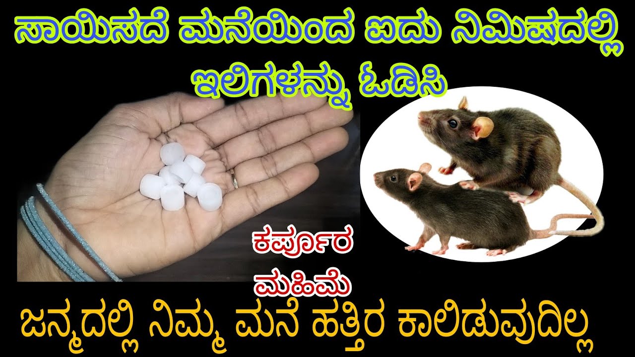 ಈ ರೀತಿ ಮಾಡಿ ಜನ್ಮದಲ್ಲಿ ಇಲಿಗಳು ನಿಮ್ಮ ಮನೆ ಹತ್ತಿರ ಬರುವುದಿಲ್ಲ |Rat control ...