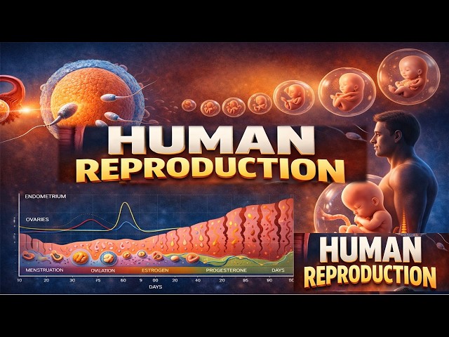 Reproduction In Human Beings Video Reproductive System Stock Photos