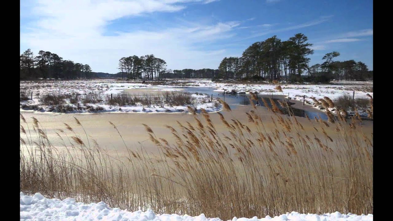 Chincoteague Winter YouTube