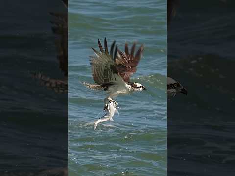 Osprey vs venomous catfish. Talons first, questions never. #bird #osprey This bird is fearless.