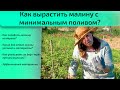 Как вырастить малину с минимальным поливом?