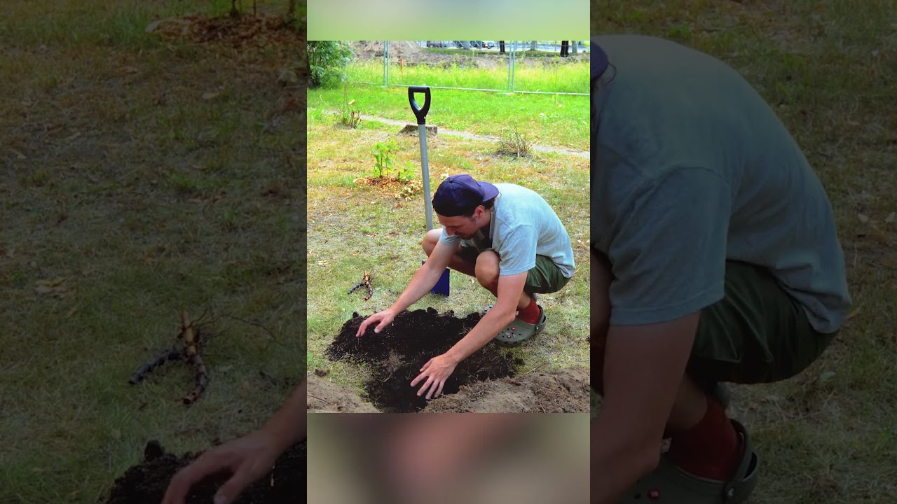 Сажаем корни бамбука параллельным методом!