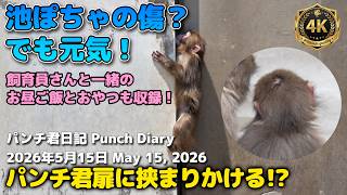【池ぽちゃの傷？】パンチ君、扉に挟まりかける！？飼育員さんはちゃんとわかっていました。パパと一緒のお昼ご飯とおやつも！ Punch Monkey| 市川市動植物園 Ichikawa City Zoo