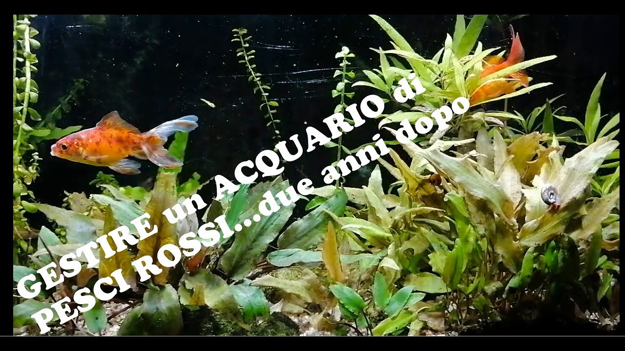 Allestimento acquario pesci rossi oranda con piante! Due anni dopo ...