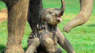 Cute Baby Elephant - A Cute And Funny Baby Elephant Videos Compilation || NEW HD