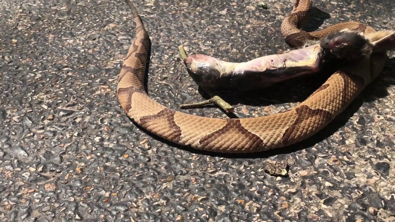 Copperhead Catch & Release 5152019 YouTube