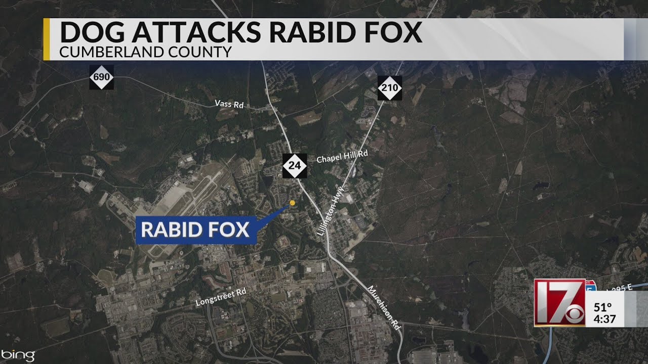 Dog kills rabid fox in Cumberland County - YouTube