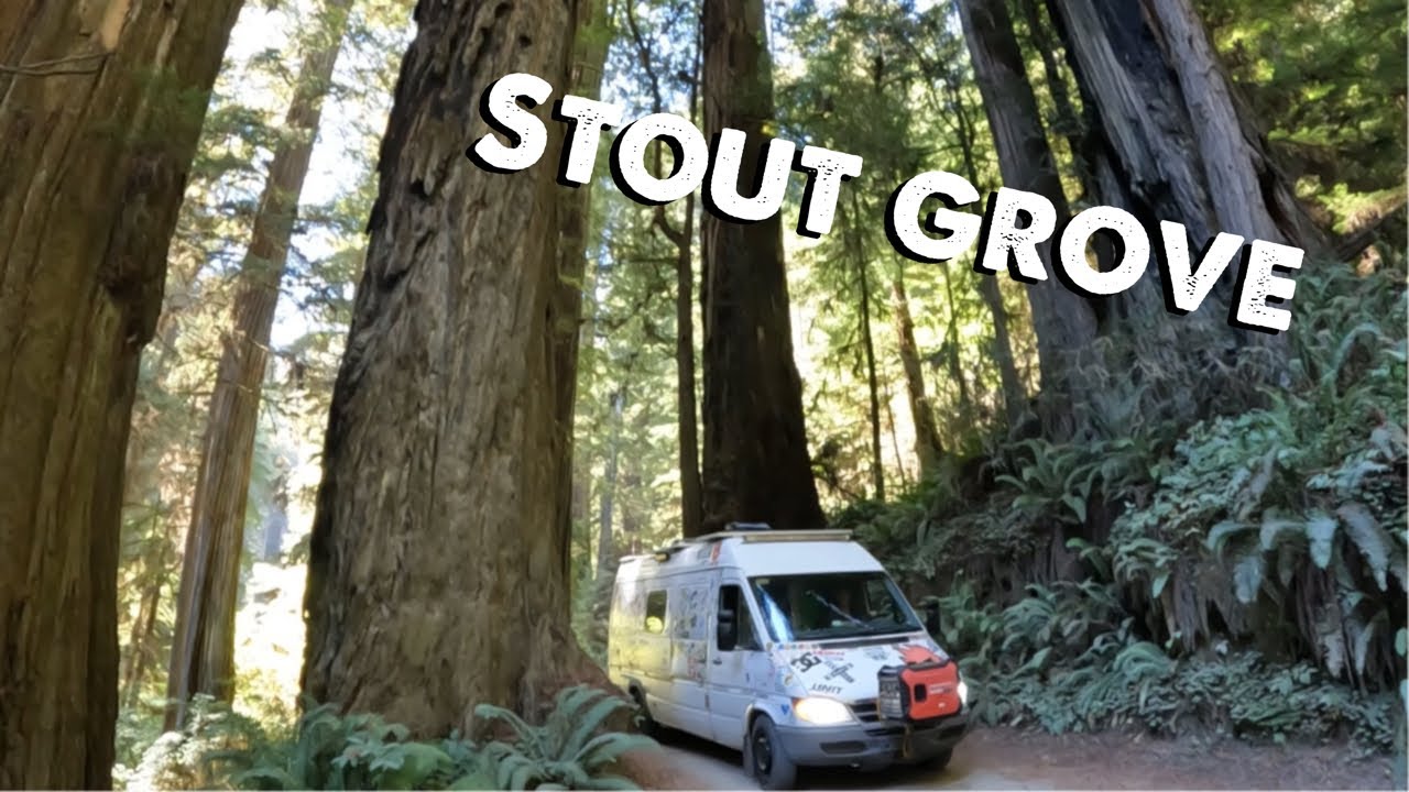 Stout grove