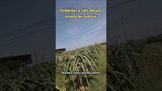 🐉 Ejder Meyvesi (Pitaya).  #explore #travel #bilgi #vietnam #dragon #food