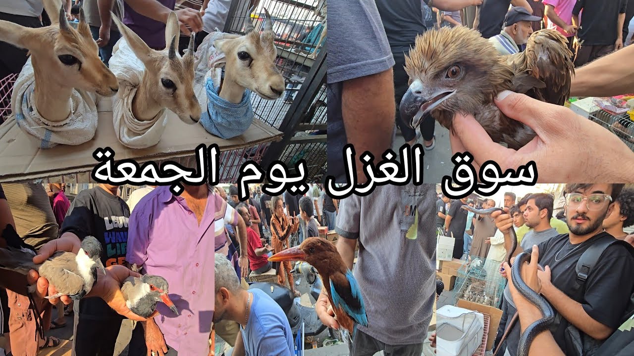 سوق الغزل يوم الجمعة بداية الموسم انواع الحيوانات والطيور  النادرة والجميلة في العراق  2024/10/11