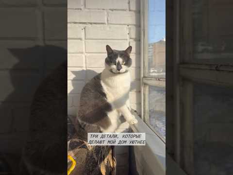 Счастье и уют дома вот в таких деталях 🐾 А у вас есть котики? 🐈⬛ #cat #кот