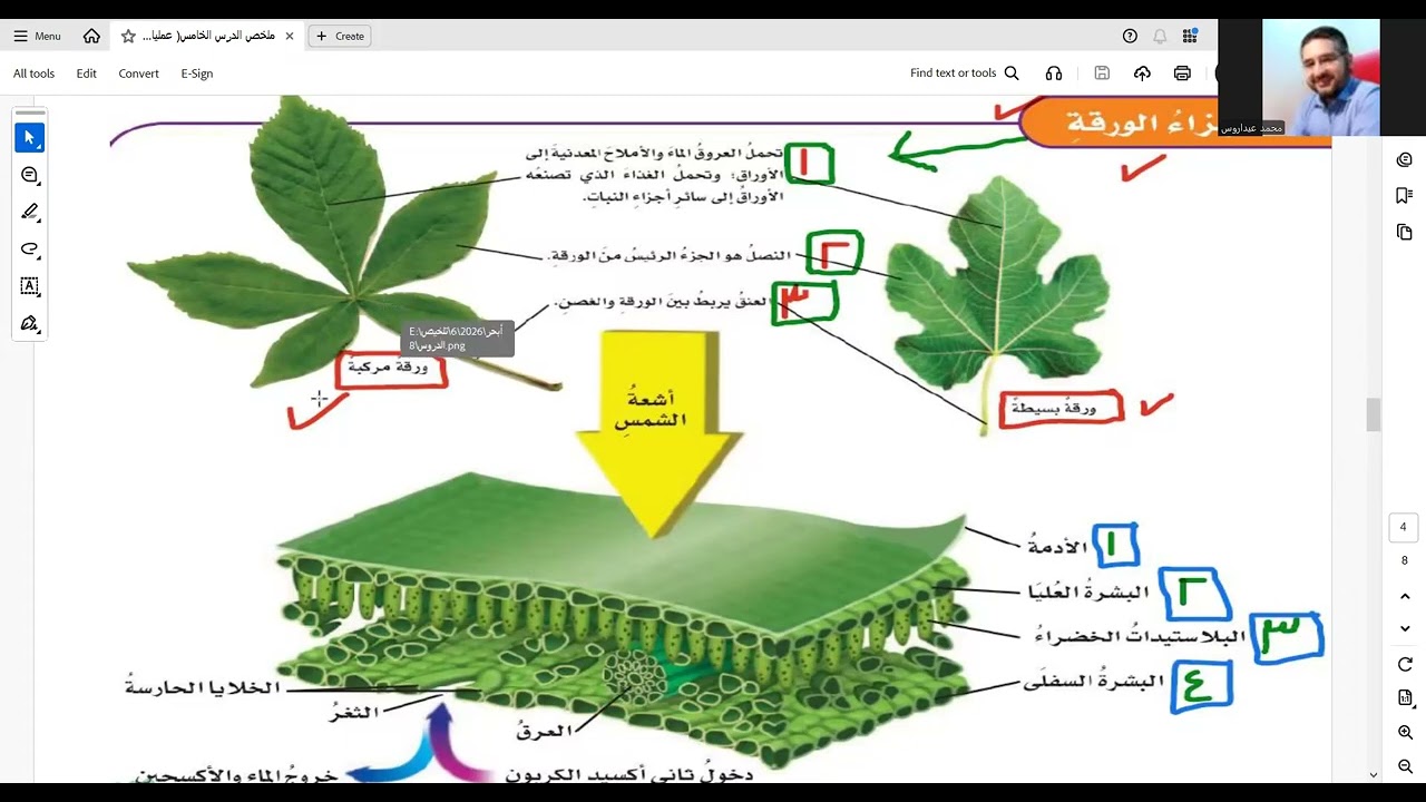 الدرس 5  عمليات الحياة فى النباتات