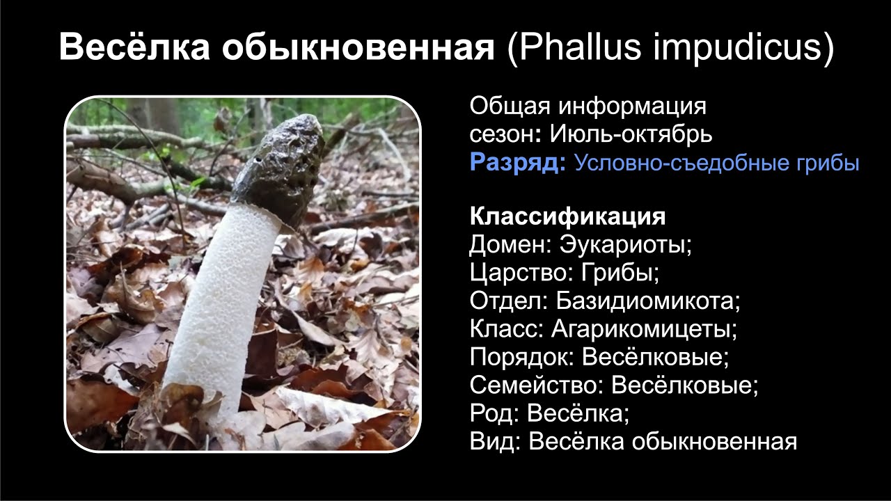 Весёлка обыкновенная (Phallus impudicus)