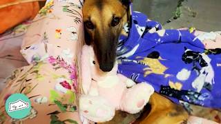 Greyhound Cant Sleep Without Her Stuffed Bunny Cuddle Buddies