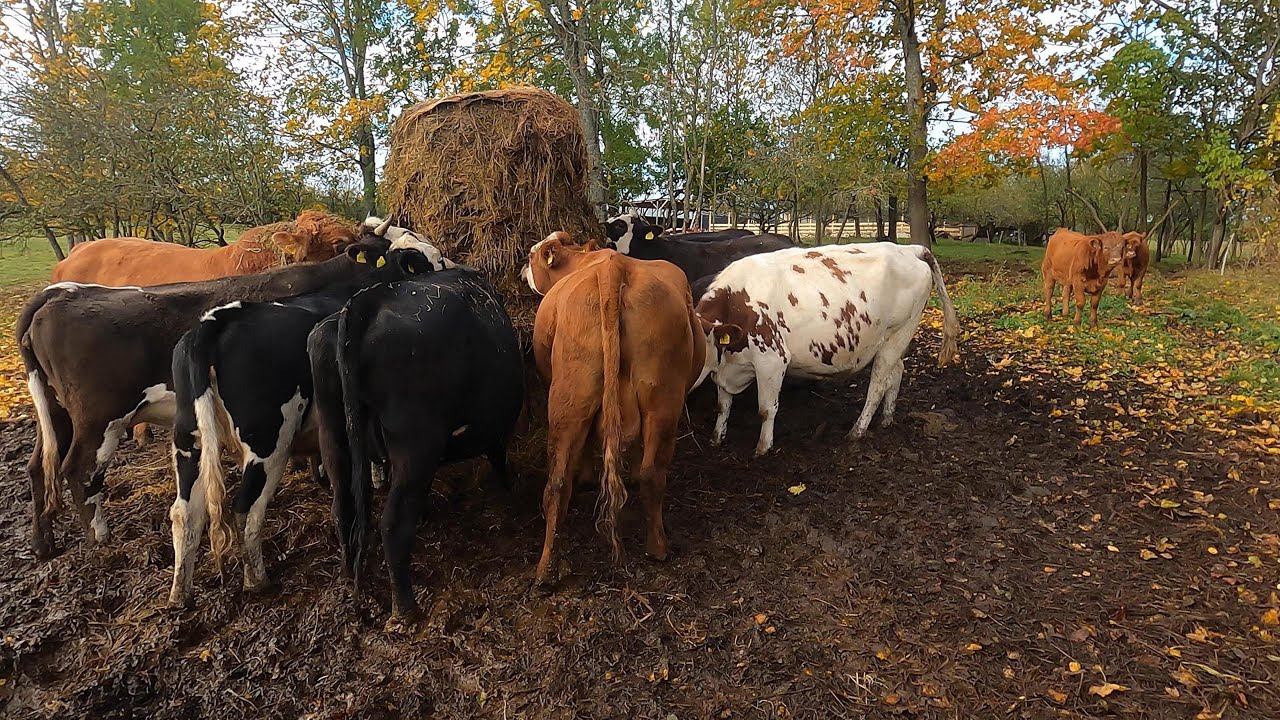 EkoŪkis #93 Pašiūrės darbai eina i pabaiga, rudens ūkio stebuklas.