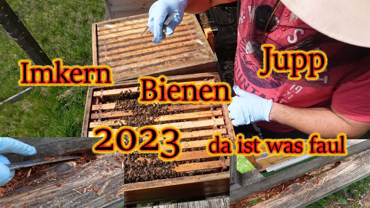 Bienen Imkern Jupp 2023, da ist was faul.