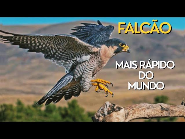animals #falcaoperegrino #falcao #falcon #animalplanet
