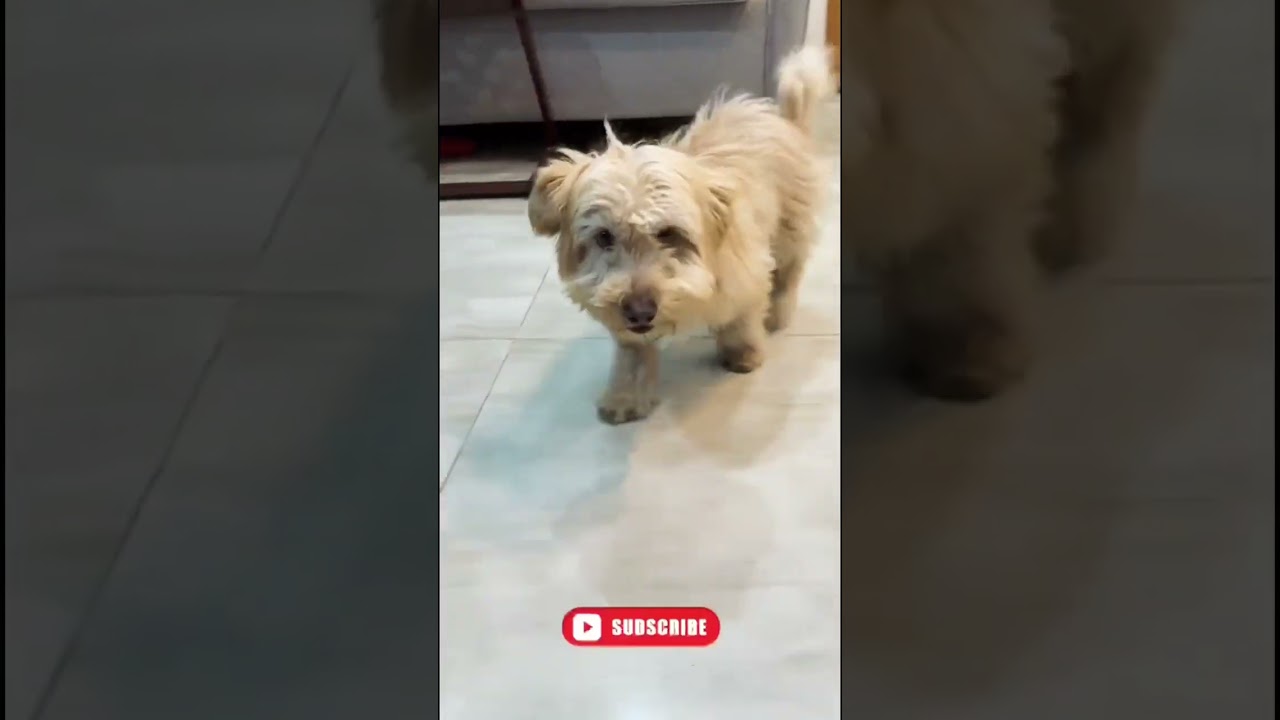 Coco The Sultan Puppy 