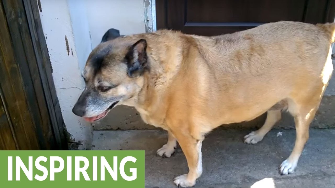 Old dogs deserve a good life!