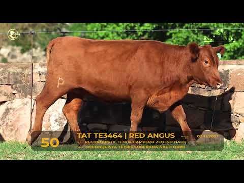 LOTE 50 - TAT TE3464 Red Angus