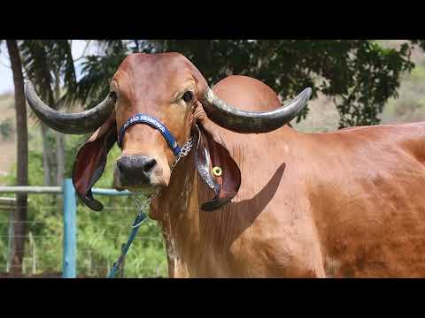 LOTE 02   BASP 2066