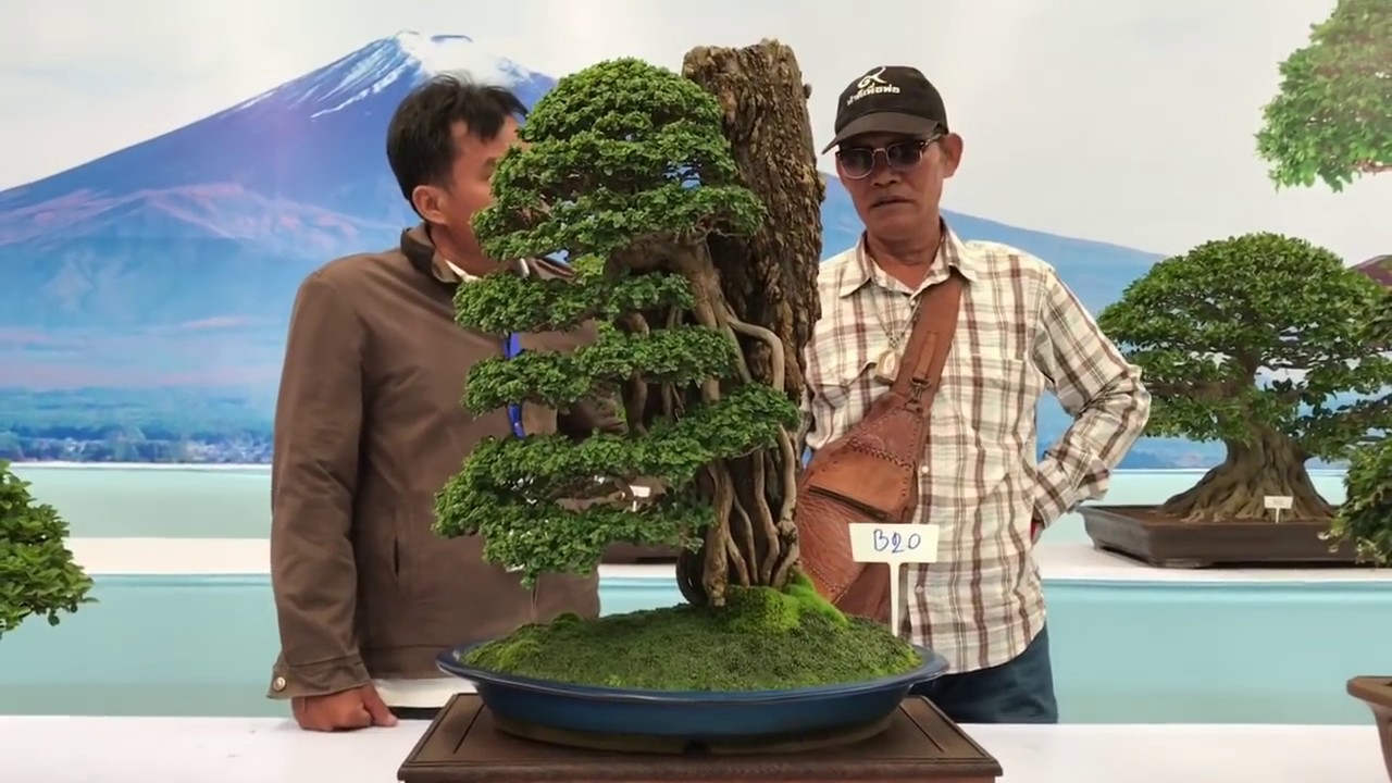 Bangkok Bonsai บอนไซ ในงานบางกอกบอนไซ ครั้งที่ 1 YouTube