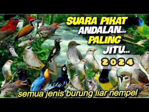suara burung download suara pikat burung
