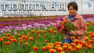 Узбекистан!!! Выращивание тюльпанов в Намангане. Фестиваль цветов в Намангане.