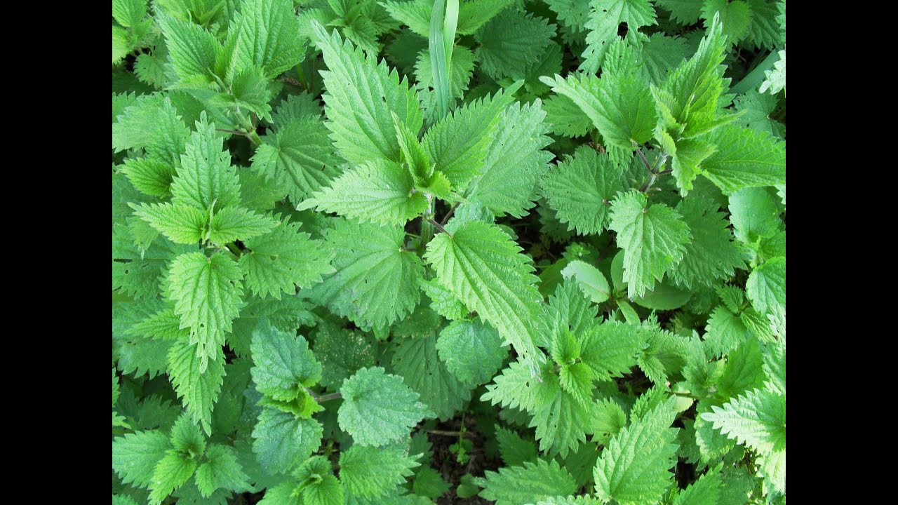 How to make Nettle Juice (Syrup) RECIPE YouTube