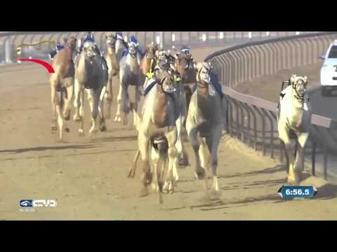 زمول للشيوخ 8 كم المرموم 17 12 2015 م ش12 مزعل ل الشيخ حمدان بن راشد آل مكتوم ت 13 44 0