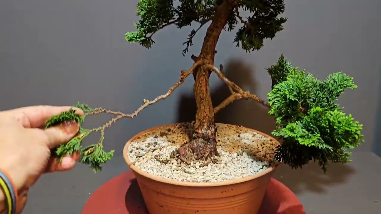 Gestaltung Bonsai Rohmaterial -  HINOKI Scheinzypresse - only for beginners ! V25-043