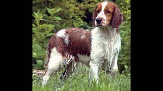 American Water Spaniel (dog breed HD slide show)! / ! American Water Spaniel (dog breed HD slide show)! / !