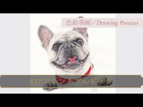 【色鉛筆画 colored pencil drawings】　#37　フレンチブルドッグ