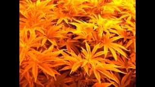New 10,000 watt flower room, Headband and 1 BlueDream.