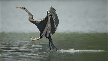 Birds of Vietnam 1 - Yellow Bittern, Little cormorant, Oriental Darter - Cò lửa lùn, Cốc đen, Cổ rắn