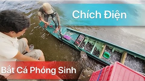 Sốc: Đội quân chích điện bắt cá phóng sinh ngay trước mặt người thả ở Sài Gòn | Saigon Now