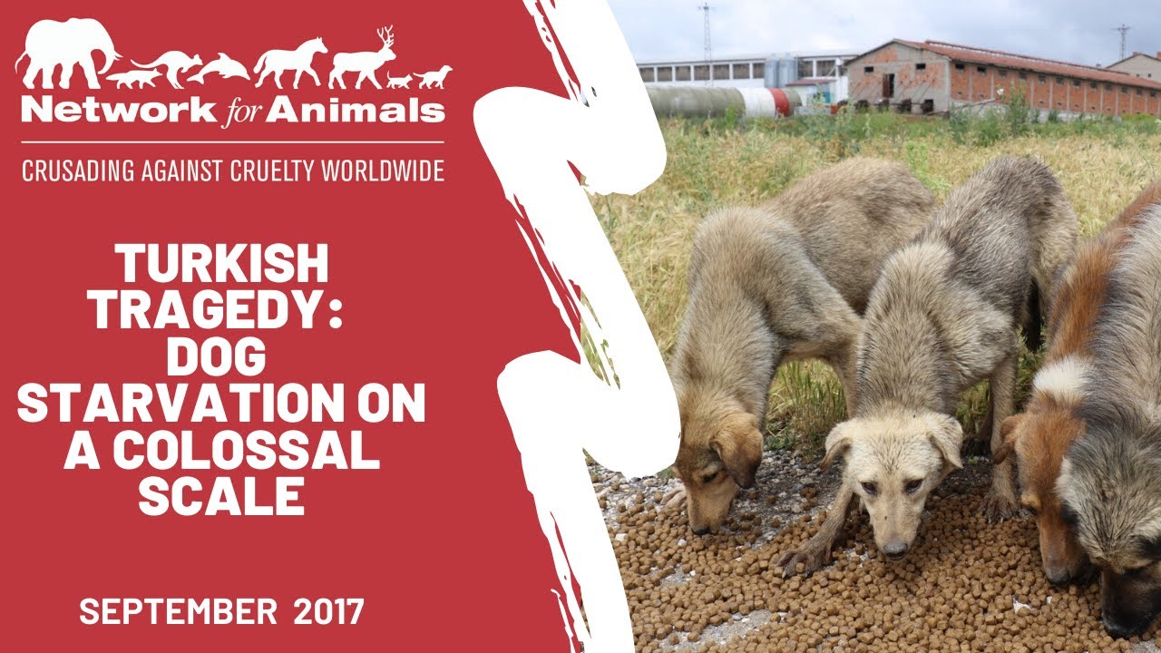 Turkish tragedy: Dog starvation on a colossal scale seals rocks