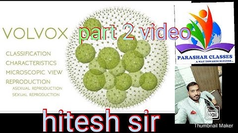Volvox algae thallus/ b.sc part 1 video