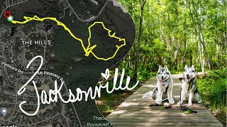 Jacksonville | traveling with giant Alaskan Malamutes to Jacksonville Florida