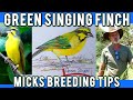 Breeding Green Singing Finches: Expert tips from Mick.